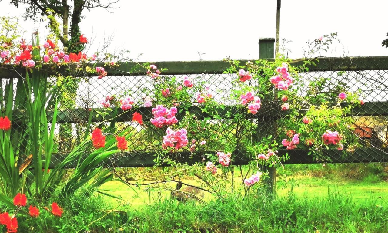 New Listing - Ladybird Cottage - Donegal - Wild Atlantic Way Donegal Town Buitenkant foto