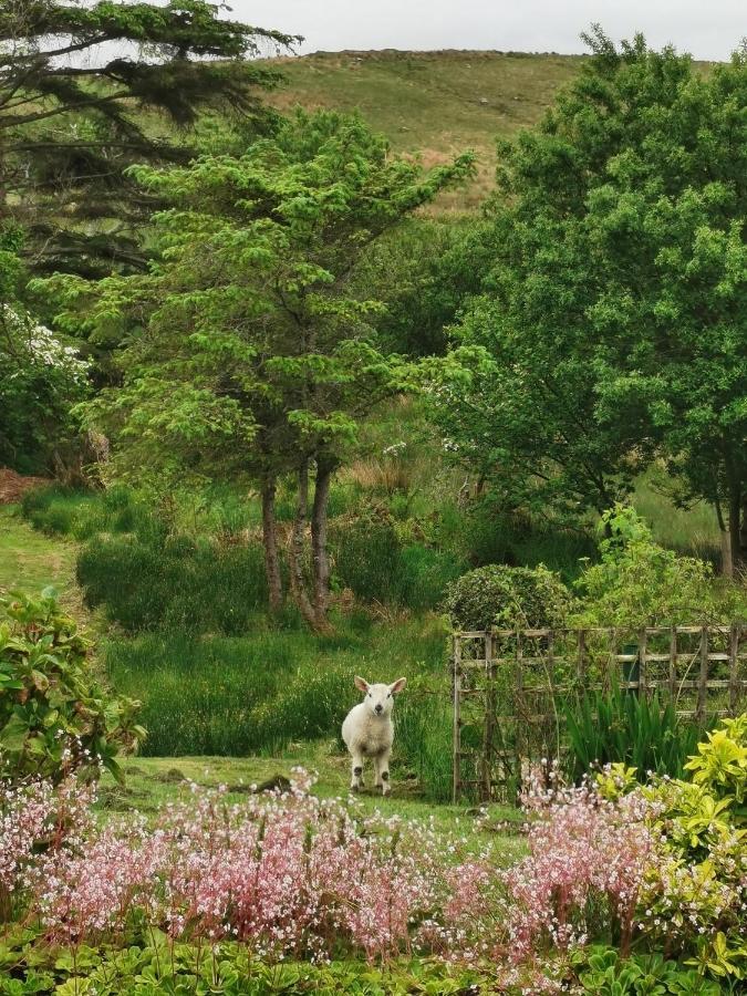 New Listing - Ladybird Cottage - Donegal - Wild Atlantic Way Donegal Town Buitenkant foto
